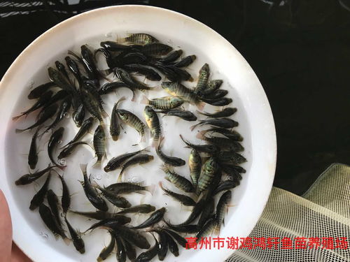 廣東肇慶非洲鯽魚苗福壽魚苗廣東佛山羅非魚苗單性羅非魚苗 2020年05月14日 羅非魚價格信息 水產(chǎn)養(yǎng)殖網(wǎng)