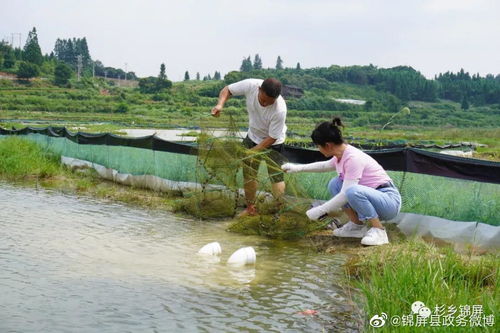 貴州黔東南州錦屏 用足水區(qū)資源優(yōu)勢(shì) 做活生態(tài) 魚(yú) 文章