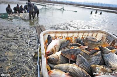 2020年,我不想搞水產(chǎn)養(yǎng)殖了