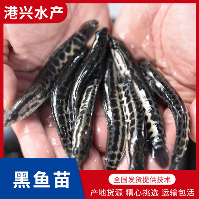 汕尾黑魚苗養(yǎng)殖場