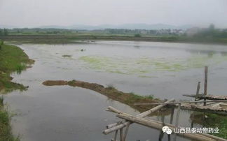 搞定水產(chǎn)養(yǎng)殖自身污染,才能提高養(yǎng)殖效益