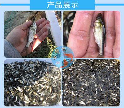 多品種水花魚(yú)苗 鳙魚(yú)魚(yú)苗 四大家魚(yú)苗 水產(chǎn)養(yǎng)殖 廣東魚(yú)苗批發(fā)