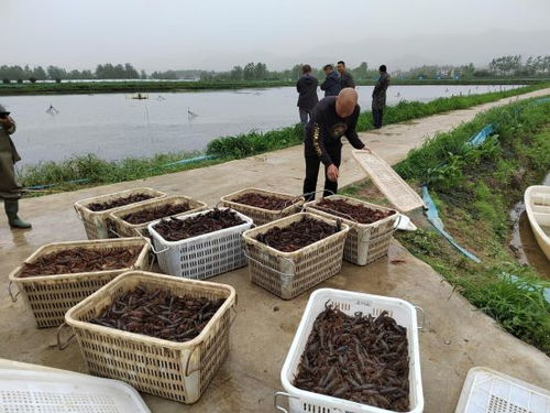 大家富才是真的富 陽新水產(chǎn)養(yǎng)殖大戶義務(wù)搭建銷售平臺