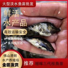 【精選桂花魚苗鱖魚魚苗 常寧縣促銷出售翹嘴鱖魚苗圖片】精選桂花魚苗鱖魚魚苗 常寧縣促銷出售翹嘴鱖魚苗 - 佛山市高明區(qū)楊和鎮(zhèn)港明魚苗場