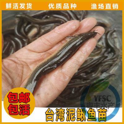 安徽巢湖少病害泥鰍魚(yú)苗-泥鰍魚(yú)苗養(yǎng)殖場(chǎng)