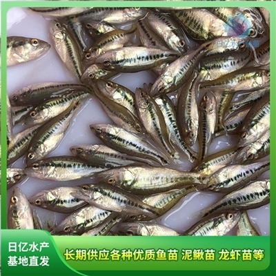 產(chǎn)品圖片_廣州市花都區(qū)赤坭日億水產(chǎn)魚(yú)苗養(yǎng)殖場(chǎng)