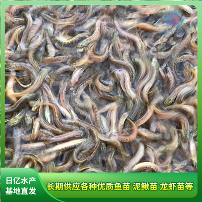 產(chǎn)品圖片_廣州市花都區(qū)赤坭日億水產(chǎn)魚苗養(yǎng)殖場