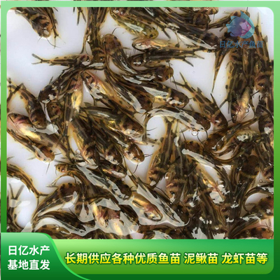 產(chǎn)品圖片_廣州市花都區(qū)赤坭日億水產(chǎn)魚苗養(yǎng)殖場