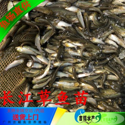 大同草魚苗 送貨上門草魚苗 黑草魚苗 鳙魚苗